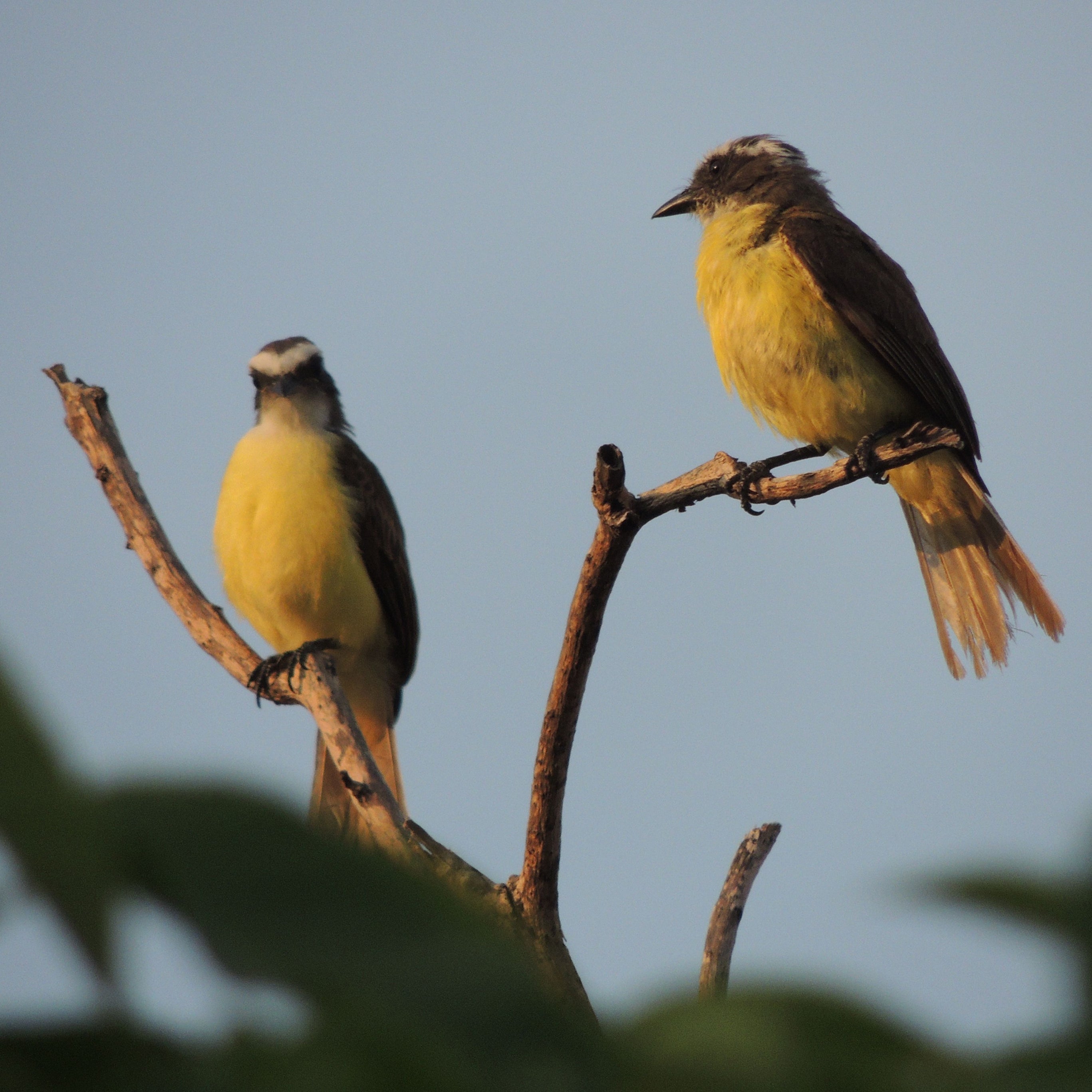 Oiseaux
