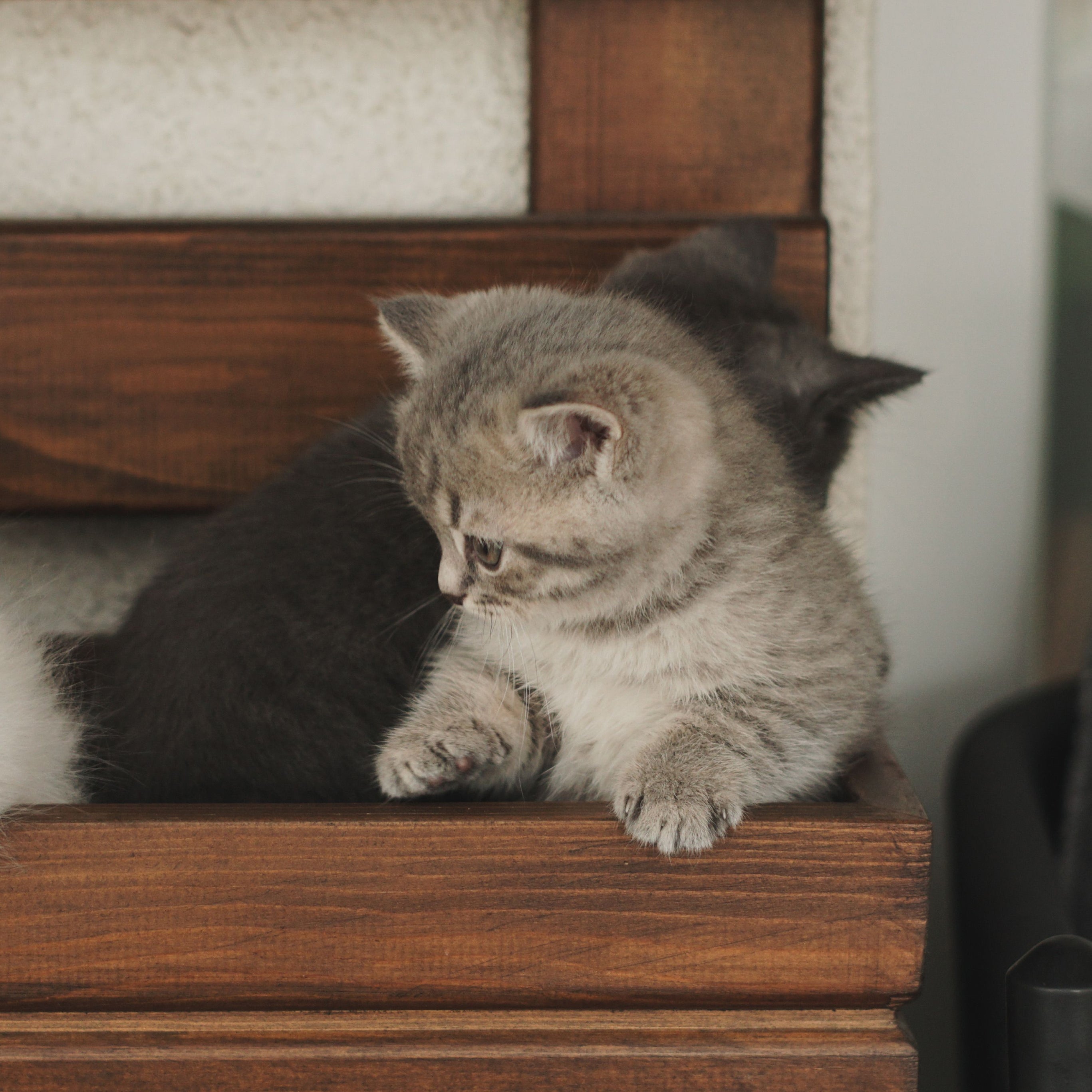 Chats