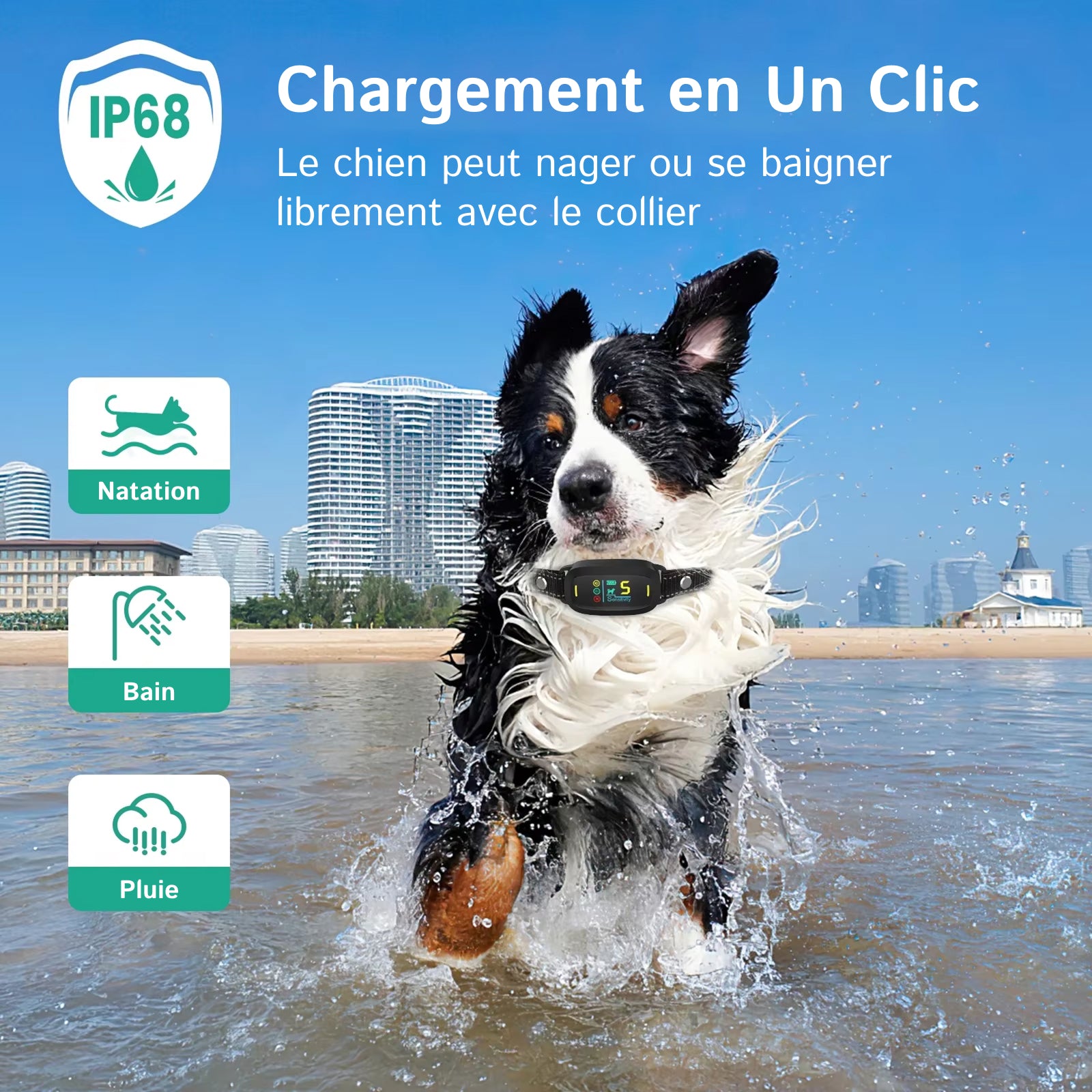 DogConny